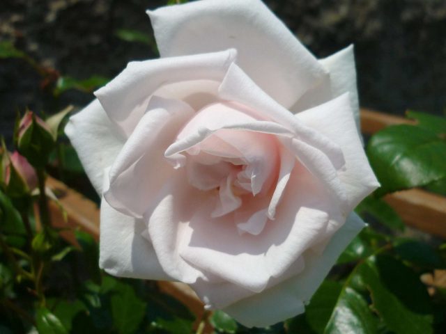 plants-rose01