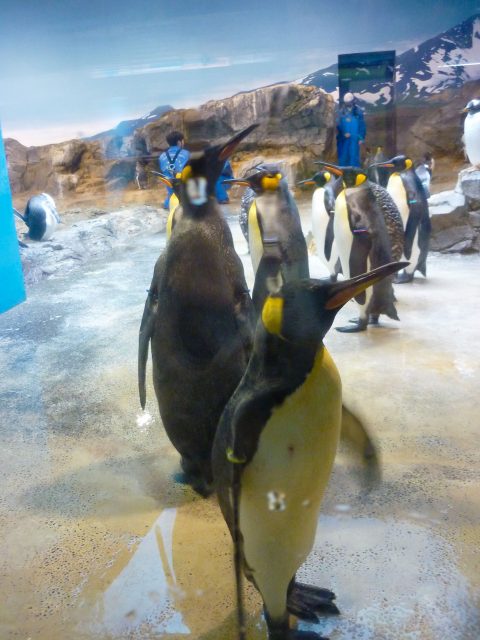 nagasaki-penguin05